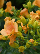 Bild von Amerikanische Klettertrompete 'Golden Trumpet' ® im Onlineshop von Bohlken Pflanzenversand GbR