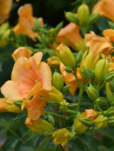 Bild von Amerikanische Klettertrompete 'Golden Trumpet' ® im Onlineshop von Bohlken Pflanzenversand GbR