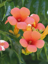 Bild von Amerikanische Klettertrompete 'Indian Summer' ® 'Kudian' im Onlineshop von Bohlken Pflanzenversand GbR