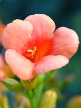 Bild von Amerikanische Klettertrompete 'Indian Summer' ® 'Kudian' im Onlineshop von Bohlken Pflanzenversand GbR