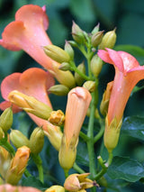 Bild von Amerikanische Klettertrompete 'Indian Summer' ® 'Kudian' im Onlineshop von Bohlken Pflanzenversand GbR