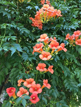 Bild von Amerikanische Klettertrompete 'Indian Summer' ® 'Kudian' im Onlineshop von Bohlken Pflanzenversand GbR