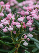 Artikelbild für Rosmarinheide 'Blue Ice' im Online-Shop der Bohlken Baumschulen