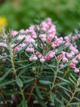Artikelbild für Rosmarinheide 'Blue Ice' im Online-Shop der Bohlken Baumschulen
