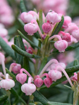 Artikelbild für Rosmarinheide 'Blue Ice' im Online-Shop der Bohlken Baumschulen