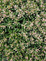 Artikelbild für Rosmarinheide 'Blue Ice' im Online-Shop der Bohlken Baumschulen