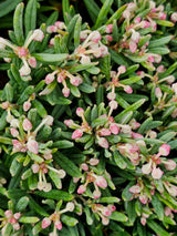 Artikelbild für Rosmarinheide 'Blue Ice' im Online-Shop der Bohlken Baumschulen