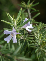 Bild von Australischer Rosmarin im Onlineshop von Bohlken Pflanzenversand GbR