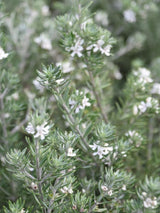 Bild von Australischer Rosmarin im Onlineshop von Bohlken Pflanzenversand GbR