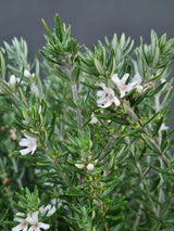 Bild von Australischer Rosmarin im Onlineshop von Bohlken Pflanzenversand GbR