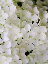 Bild von Ballhortensie 'Annabelle' im Onlineshop von Bohlken Pflanzenversand GbR