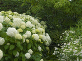Bild von Ballhortensie 'Annabelle' im Onlineshop von Bohlken Pflanzenversand GbR