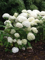 Bild von Ballhortensie 'Annabelle' im Onlineshop von Bohlken Pflanzenversand GbR