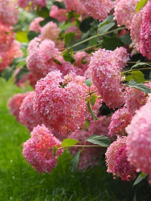 Bild von Ballhortensie 'Pink Annabelle'® im Onlineshop von Bohlken Pflanzenversand GbR