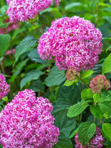 Bild von Ballhortensie 'Pink Annabelle'® im Onlineshop von Bohlken Pflanzenversand GbR