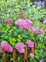 Bild von Ballhortensie 'Pink Annabelle'® im Onlineshop von Bohlken Pflanzenversand GbR