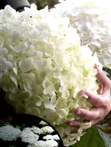 Bild von Ballhortensie 'Strong Annabelle'® im Onlineshop von Bohlken Pflanzenversand GbR
