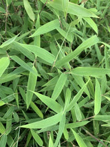 Bild von Bambus 'Great Wall' im Onlineshop von Bohlken Pflanzenversand GbR