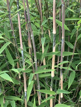 Bild von Bambus 'Great Wall' im Onlineshop von Bohlken Pflanzenversand GbR