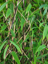 Bild von Bambus 'Malachite Monkey`s'® im Onlineshop von Bohlken Pflanzenversand GbR