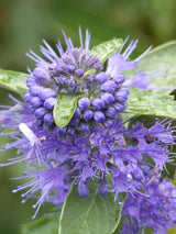 Bild von Bartblume 'Heavenly Blue' im Onlineshop von Bohlken Pflanzenversand GbR