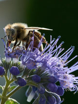 Bild von Bartblume 'Heavenly Blue' im Onlineshop von Bohlken Pflanzenversand GbR