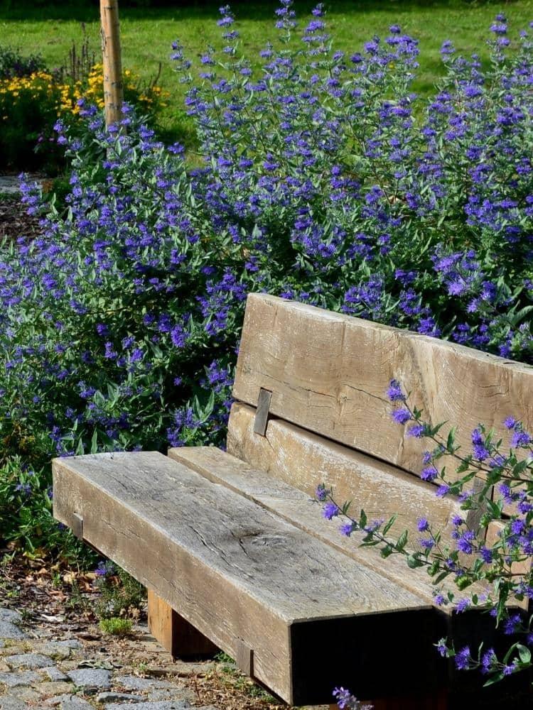 Bild von Bartblume 'Heavenly Blue' im Onlineshop von Bohlken Pflanzenversand GbR