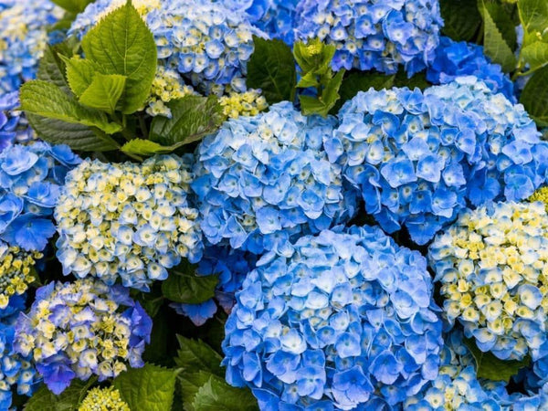 Bild von Bauernhortensie 'Diva Fiore'® blau im Onlineshop von Bohlken Pflanzenversand GbR