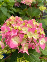 Bild von Bauernhortensie 'Endless Summer Bloomstar'® rosa im Onlineshop von Bohlken Pflanzenversand GbR