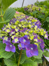 Bild von Bauernhortensie 'Endless Summer Love'® blau-violett im Onlineshop von Bohlken Pflanzenversand GbR