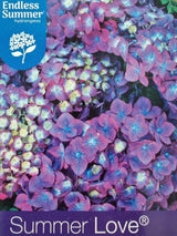 Bild von Bauernhortensie 'Endless Summer Love'® blau-violett im Onlineshop von Bohlken Pflanzenversand GbR