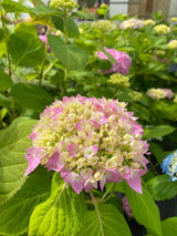 Bild von Bauernhortensie 'Endless Summer'® The Original rosa im Onlineshop von Bohlken Pflanzenversand GbR