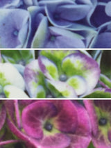 Bild von Bauernhortensie 'Magical Evolution'® im Onlineshop von Bohlken Pflanzenversand GbR