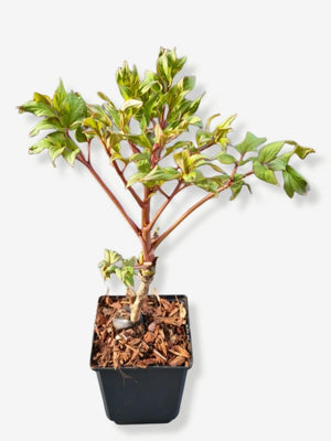 Bild von Baumpfingstrose rockii im Onlineshop von Bohlken Pflanzenversand GbR