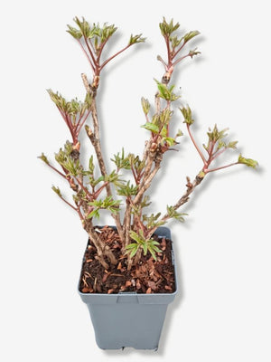 Bild von Baumpfingstrose rockii im Onlineshop von Bohlken Pflanzenversand GbR