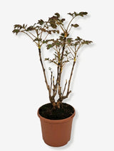 Bild von Baumpfingstrose 'Yellow' im Onlineshop von Bohlken Pflanzenversand GbR