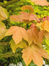 Bild von Berg-Ahorn 'Brilliantissimum' im Onlineshop von Bohlken Pflanzenversand GbR