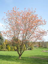 Bild von Berg-Ahorn 'Brilliantissimum' im Onlineshop von Bohlken Pflanzenversand GbR