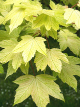Bild von Berg-Ahorn 'Brilliantissimum' im Onlineshop von Bohlken Pflanzenversand GbR