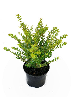 Bild von Berg-Ilex 'Glorie Gem' im Onlineshop von Bohlken Pflanzenversand GbR