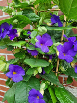 Bild von Blaue Himmelsblume im Onlineshop von Bohlken Pflanzenversand GbR