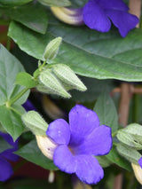 Bild von Blaue Himmelsblume im Onlineshop von Bohlken Pflanzenversand GbR