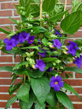 Bild von Blaue Himmelsblume im Onlineshop von Bohlken Pflanzenversand GbR