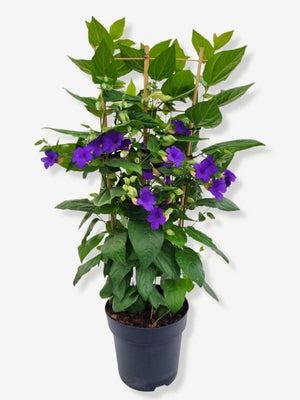 Bild von Blaue Himmelsblume im Onlineshop von Bohlken Pflanzenversand GbR