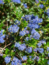 Bild von Blaue Säckelblume 'Blue Sapphire' ® im Onlineshop von Bohlken Pflanzenversand GbR