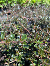 Bild von Blaue Säckelblume 'Blue Sapphire' ® im Onlineshop von Bohlken Pflanzenversand GbR