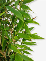 Bild von Blauer Drachenschuppenbambus 'Blue Lizzard'® im Onlineshop von Bohlken Pflanzenversand GbR