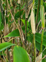 Bild von Blauer Drachenschuppenbambus 'Blue Lizzard'® im Onlineshop von Bohlken Pflanzenversand GbR