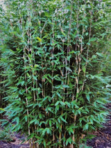 Bild von Blauer Drachenschuppenbambus 'Blue Lizzard'® im Onlineshop von Bohlken Pflanzenversand GbR