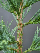 Bild von Blauer Mammutbaum 'Glaucum' im Onlineshop von Bohlken Pflanzenversand GbR